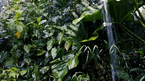 Light rain falling down on the roof, green leaves in the rain Vídeos de archivo 238069824
