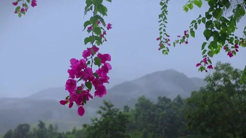Light Rain Falling on Flowers Stock Footage 343910826