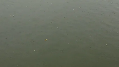 Light Rain Falling Stock Footage 124325239