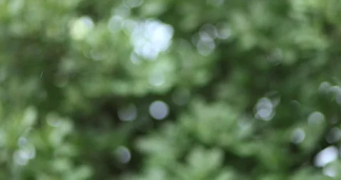 Light rain falling with a gentle breeze against a blurred green forest boke.. Stock Footage 338430564