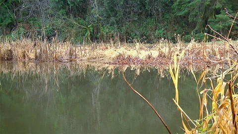 Light rain falling on mountain  lake  Olympic Peninsula Rainforest of Wa. State Stock Footage 70842870