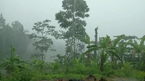Light Rain Falling Over Green Forest Landscape Stock Footage 331719015