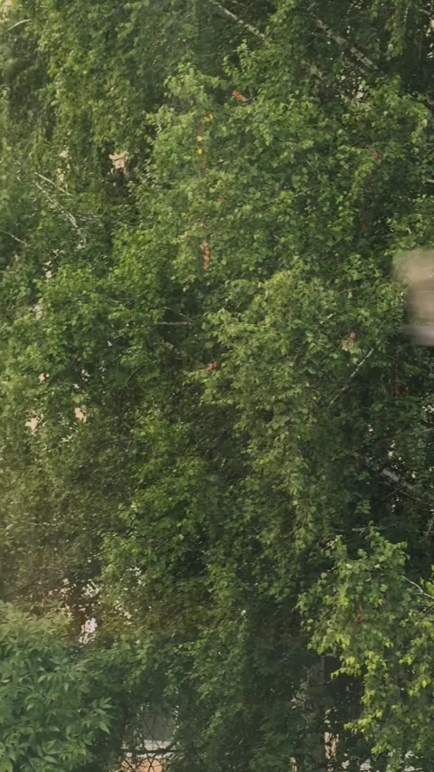 Light rain falling over green trees in residential courtyard in slow motion 库存影片 341314252
