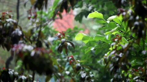 Light rain falling over leaves Video stock 757932