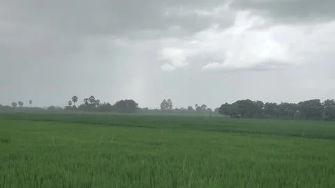 Light Rain Falling Over Lush Green Rice Field, Dark Overcast Sky Stock Footage 345360886