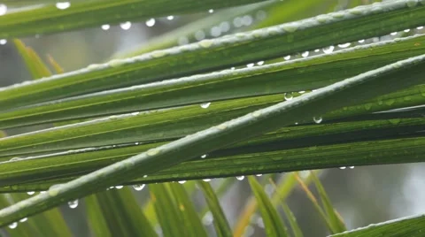 Light Rain falling on palm tree Video stock 62913814