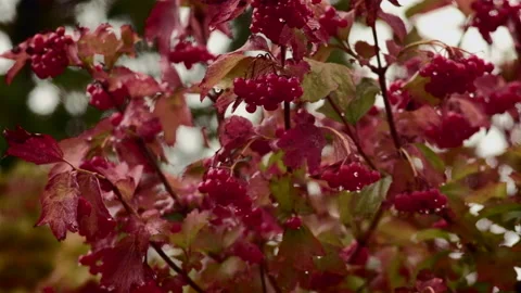 Light rain falling on plant with red berries. 4K High quality sound of rain. Stock Footage 140680989