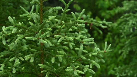 Light rain is falling on a small white spruce tree that has fresh needles Stock Footage 155706021