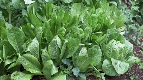 Light rain falls on patch of romaine lettuce Video stock 145682332