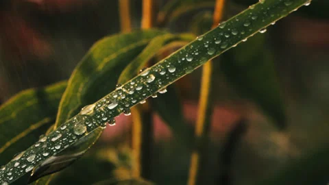 Light rain falls on the sunlit grass 스톡 동영상 156165922