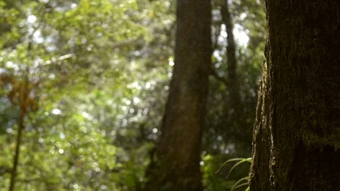 Light rain Stock Footage 98678349