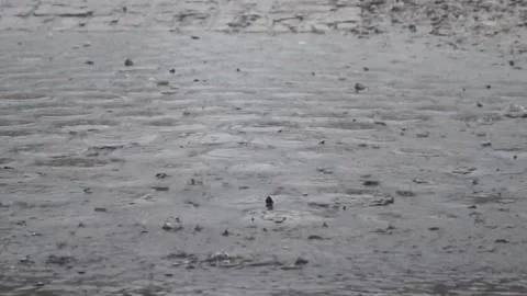 Light rain Stock Footage 301217908