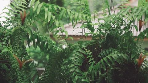 Light rain gently falling on lush green ferns in peaceful tropical garden w.. Stock Footage 312972846