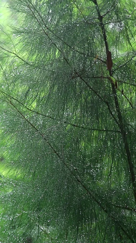 Light rain hits the pine trees Video stock 296567403