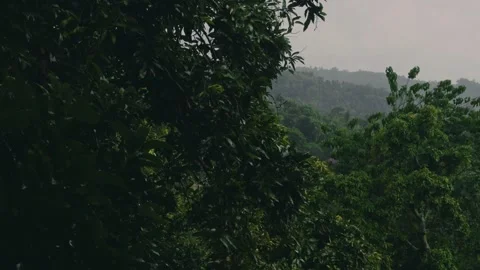 Light Rain on Mango Leaves Tropical Trees with Hills Background Stock Footage 333333142