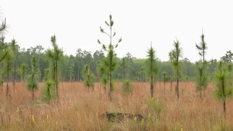 Light rain, Nursery of Longleaf Pine forest, Florida, USA Stock Footage 274767154