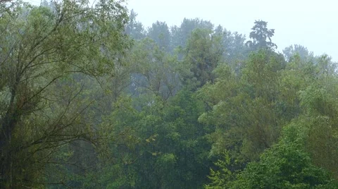Light rain over trees. Stock Footage 41264448