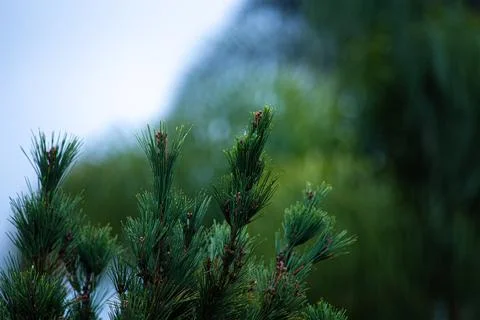 Light Rain on the Pines 스톡 사진