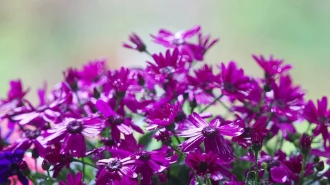 Light rain on purple flowers Stock Footage 102750223