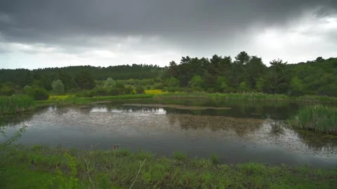 Light rain ripples reedy forest lake, grey stormcloud ceiling - Rippling Water Stockbeeldmateriaal 339593753