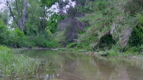 Light rain in the river forest Stock Footage 118776570