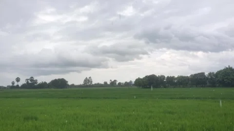 Light Rain Shower Falling Over Vibrant Green Rice Field, Dark Overcast Storm Stock Footage 345360935