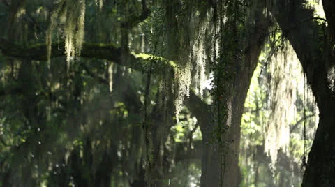 Light Rain Through Trees Stock Footage 26602175