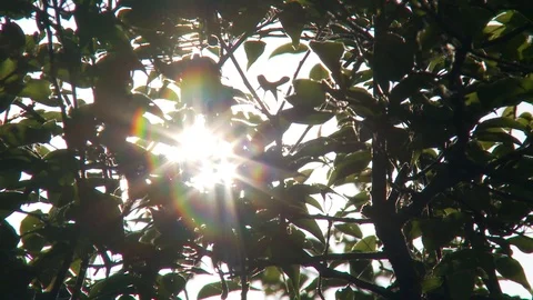 Light rainbows shining through tree leaves Stock Footage 126656495