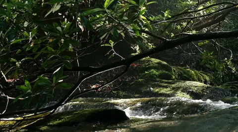 Light Rainfal on Mountain Stream in slow motion Stock Footage 39565296