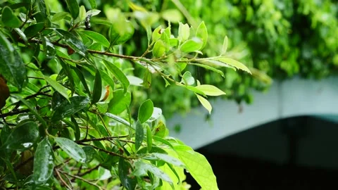 Light Rainfall or Drizzle Over Little Bush. Spring Nature, Rainy Season Concept Stock Footage 163168492