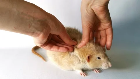 Light rat dumbo sits on white background, it is scratched and massaged by female Stock Footage 220566478