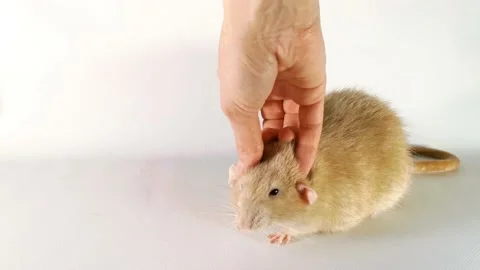 Light rat dumbo sits on white background, it is scratched and massaged by female Stock Footage 220566499