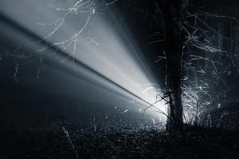 Light Ray In The Forest Stock Photos