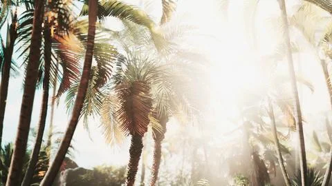 Light ray in a Jungle rainforest Stock-Illustration