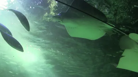 Light ray sting ray 40 Stock Footage 12427798