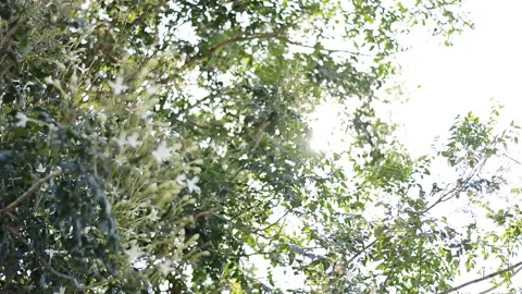 The light ray of sunrise through the coon tree in the morning Stock Footage 132614644