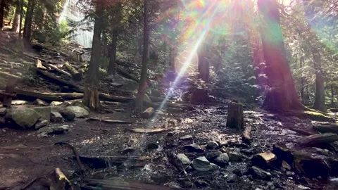 Light Rays And Beams Of Shining Sun In Jungle Forest with a Creek. 4k. Stock Footage 152345639