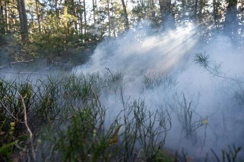 Light Rays and Smoke in the Forest: Ethereal and Mysterious Scene Stock Photos