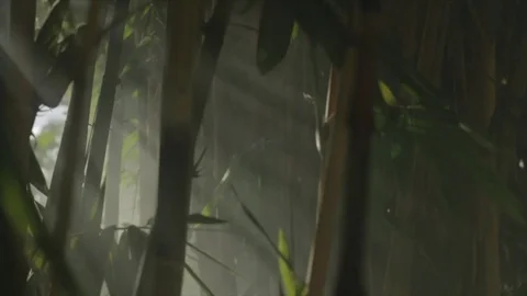 Light rays beam through bamboo trees. Stock-Footage 82329295