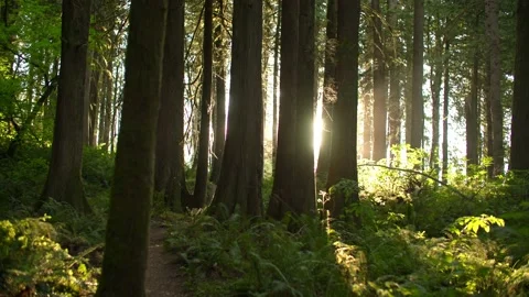 Light rays beaming into west coast forest at sunset Stock Footage 221949414