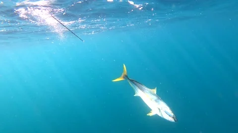Light rays bounce across yellowtail fish that fights against angler Stock Footage 236400032