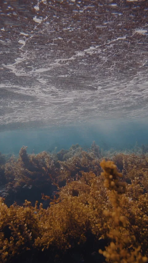 Light rays filter through a Giant Kelp forest. Stock-Footage 283404226