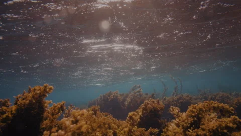 Light rays filter through a Giant Kelp forest. Stock-Footage 283404287