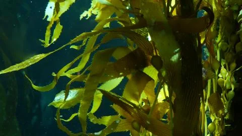Light rays filter through a Giant Kelp forest. Macrocystis pyrifera. Diving,  Stock Photos