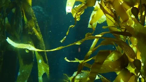 Light rays filter through a Giant Kelp forest. Macrocystis pyrifera. Diving,  Stock Photos