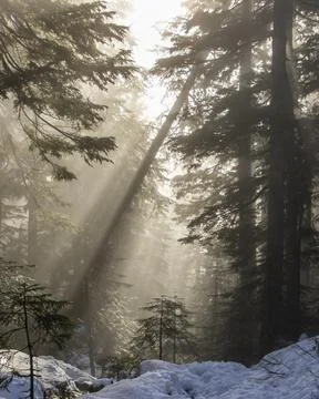 Light rays filter through trees in a snowy forest during winter in the earl.. Stock Photos