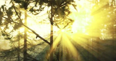 Light rays filtering through pine trees in a golden forest at dawn Stock Illustration