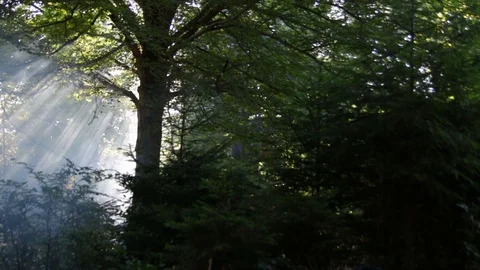 Light rays focus out 库存影片 93355688