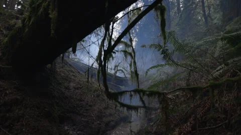 Light Rays In A Foggy Forest Video stock 236941549