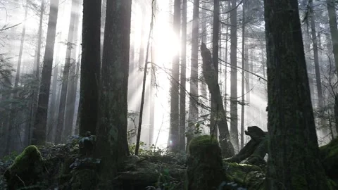 Light Rays in the Forest Stock Footage 172275942